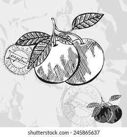 Hand drawn decorative grapefruits, design elements. Citrus collection. Can be used for cards, invitations, gift wrap, print, scrapbooking. Kitchen theme