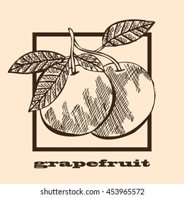 Hand drawn decorative grapefruits, design elements. Can be used for cards, invitations, scrapbooking, print, manufacturing. Fruit theme. Fruit sketch