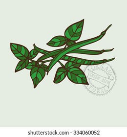 Hand drawn decorative green beans, design elements. Can be used for cards, invitations, gift wrap, print, scrapbooking. Kitchen theme