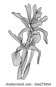 hand drawn decorative iris flowers, design element