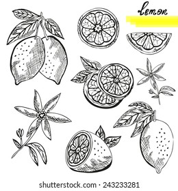 Hand drawn decorative lemon fruits, whole and sliced, and lemon flower. Design elements. Citrus fruits. Can be used for cards, invitations, scrapbooking, print, manufacturing 