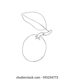 Hand drawn decorative lime fruit, design elements. Citrus isolated on white. Can be used for cards, invitations, gift wrap, print, scrapbooking. Kitchen theme. Contour.