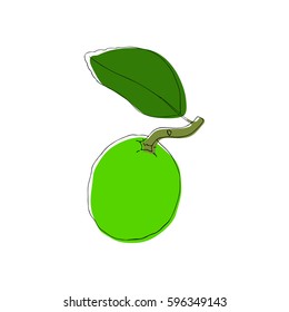 Hand drawn decorative lime fruit, design elements. Citrus. Can be used for cards, invitations, gift wrap, print, scrapbooking. Kitchen theme. Sketch Isolated