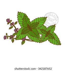 Hand drawn decorative mint, design element. Can be used for cards, invitations, gift wrap, print, scrapbooking. Kitchen theme. Herbs and spices sketch