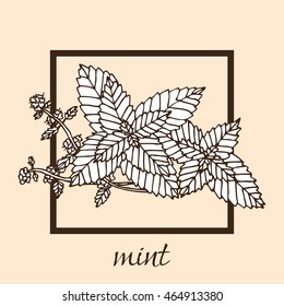 Hand drawn decorative mint, design element. Can be used for cards, invitations, gift wrap, print, scrapbooking. Kitchen theme. Herbs and spices sketch
