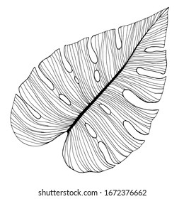 handgezeichnetes Monsteraeblas