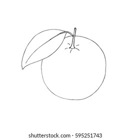 Hand drawn decorative orange fruit, design elements. Citrus. Can be used for cards, invitations, gift wrap, print, scrapbooking. Kitchen theme. Sketch Isolated Contour