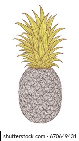 Hand drawn decorative pineapple. Stylized colorful vector illustration