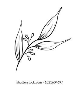 Hand drawn decorative plant. Line art plant isolated on white background. Vector. - Shutterstock ID 1821604697