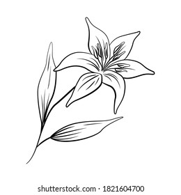 Hand drawn decorative plant. Line art plant isolated on white background. Vector.