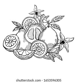 Hand drawn decorative pomelo fruits, design elements. Can be used for cards, invitations, scrapbooking, print, manufacturing. Food, kitchen theme