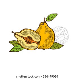 Hand drawn decorative quince fruits, design elements. Can be used for cards, invitations, gift wrap, print, scrapbooking. Kitchen theme