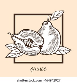 Hand drawn decorative quince fruits, design elements. Can be used for cards, invitations, gift wrap, print, scrapbooking, labels, flyers, posters, menu. Food background. Fruit theme