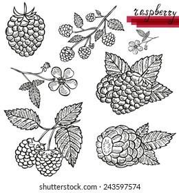Hand drawn decorative raspberries, whole and sliced, and raspberry flower. Design elements. Can be used for cards, invitations, scrapbooking, print, manufacturing 