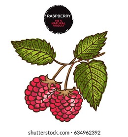 Hand drawn decorative raspberry fruits, design elements. Can be used for cards, invitations, gift wrap, print, scrapbooking. Food theme. Editable