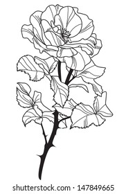hand drawn decorative rose, design element