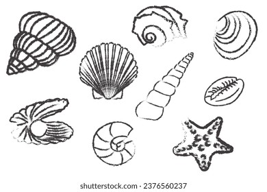 Hand drawn decorative seashells. Sea shells set Great for label, poster, packaging design .Marine elements for design menu, recipes, decoration kitchen items.