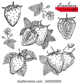 Hand drawn decorative strawberries, whole and sliced, and strawberry flower. Design elements. Can be used for cards, invitations, scrapbooking, print, manufacturing 