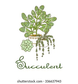Hand drawn decorative succulent.
