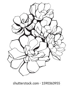 Hand drawn decorative succulents . Vector illustration