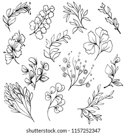 Hand drawn decorative tree branches and plants. Black and white botanical illustration. Vector image.