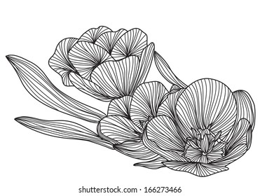 hand drawn decorative tulips, design element