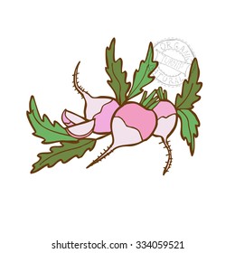 Hand drawn decorative turnips, design elements. Can be used for cards, invitations, gift wrap, print, scrapbooking. Kitchen theme