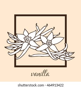 Hand drawn decorative vanilla, design element. Can bie used for cards, invitations, gift wrap, print, scrapbooking. Kitchen theme. Herbs and spices sketch
