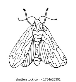 Hand drawn decorative vector illustration of moth. Isolated on white.
Butterfly coloring book Doodle style illustration.