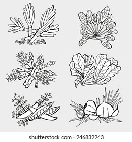 Hand drawn decorative vegetables, design elements. Can be used for cards, invitations, gift wrap, print, scrapbooking. Kitchen,nutrition theme