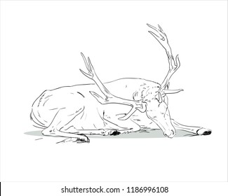 Hand Drawn Deer