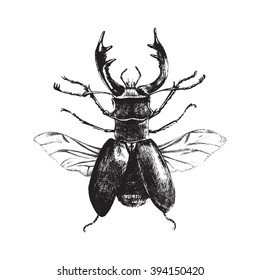Hand drawn deer beetle on white background
