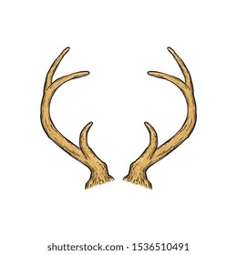 Hand drawn deer horns isolated on white background - vector illustration. Wild yellow animal horns with curved bones, hunter trophy symbol silhouette.