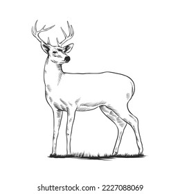 Hand drawn deer, illustration for tshirt design, emblem, poster, sticker.