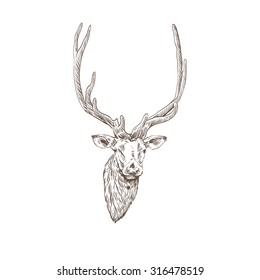 Hand drawn deer isolated on a white backgrounds. Design element. Vector illustration