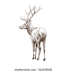 Hand drawn deer isolated