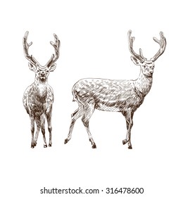 Hand drawn deer isolated on a white backgrounds. Design element. Vector illustration