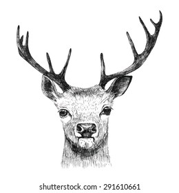  Hand drawn deer on white background