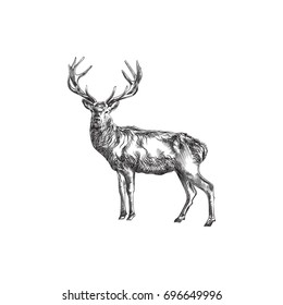 Hand Drawn Deer Sketch Symbol. Vector Moose Element In Trendy Style.