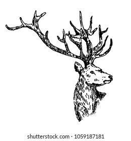 Hand drawn deer. Sketch, vector illustration.