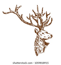Hand drawn deer. Sketch, vector illustration.