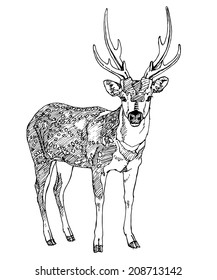 Hand drawn deer. Vector illustration.