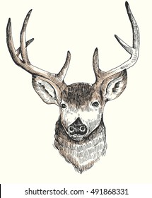 Hand drawn deer vector illustration, for t shirt and other uses
