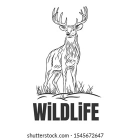 Hand drawn deer with wildlife text isolated on a white backgrounds. Design element. Vector illustration, Creative idea of a wild animal icon.