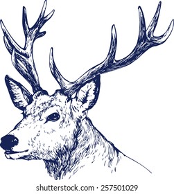 hand drawn deer's head with horns vector illustration