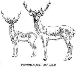 Hand drawn deers. Vector illustration.