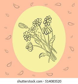 Hand Drawn Delicate Chamomile on the Vintage Pastel Background