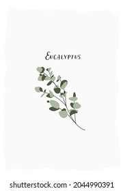 Dibujo a mano delicadas y elegantes ilustraciones botánicas planas de rama de hojas de plantas de eucalipto, elementos de decoración de hogar boho