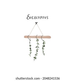 Hand drawn delicate stylish flat botanical  illustrations of branch of eucalyptus plant leaves, boho home decoration elements