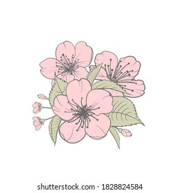 Hand drawn design elements sakura flowers collection